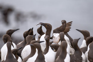 Fotoreise Schottland - Trottellumme