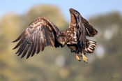 Fotoworkshop Kaiseradler, Seeadler, MH-Wildlifephoto, Manfred Hesch