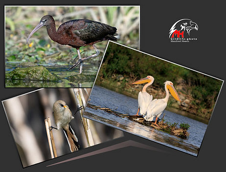 DONAUDELTA FOTOREISE - MH-WILDLIFEPHOTO.jpg
