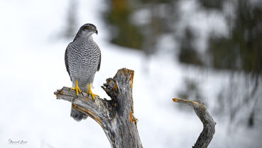 Fotoworkshop Habicht, Habicht Fotografie, Alpen Österreich, König der Alpen, Habicht Greifvogel