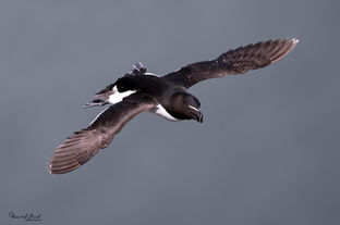 Fotoreise Schottland - Basstölpel, Fotoreise Schottland - Tordalk, Fotoreise Schottland - Basstölpel, Fotoreise Schottland - Trottellumme, Fotoreise Schottland - Papageientaucher
