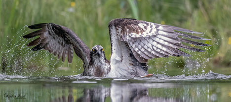 Fotoworkshop Schottland - Fischadler, Fotoworkshop Baummarder