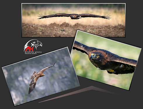 Fotoworkshop Vögel im Flug, MH-Wildlifephoto, Österreich