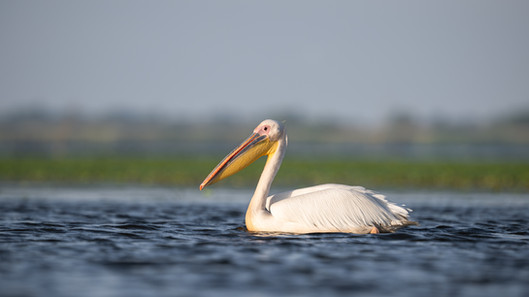 Donaudelta, Fotoreise, Rosapelikane