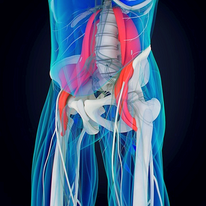 Soulager une tendinopathie du psoas