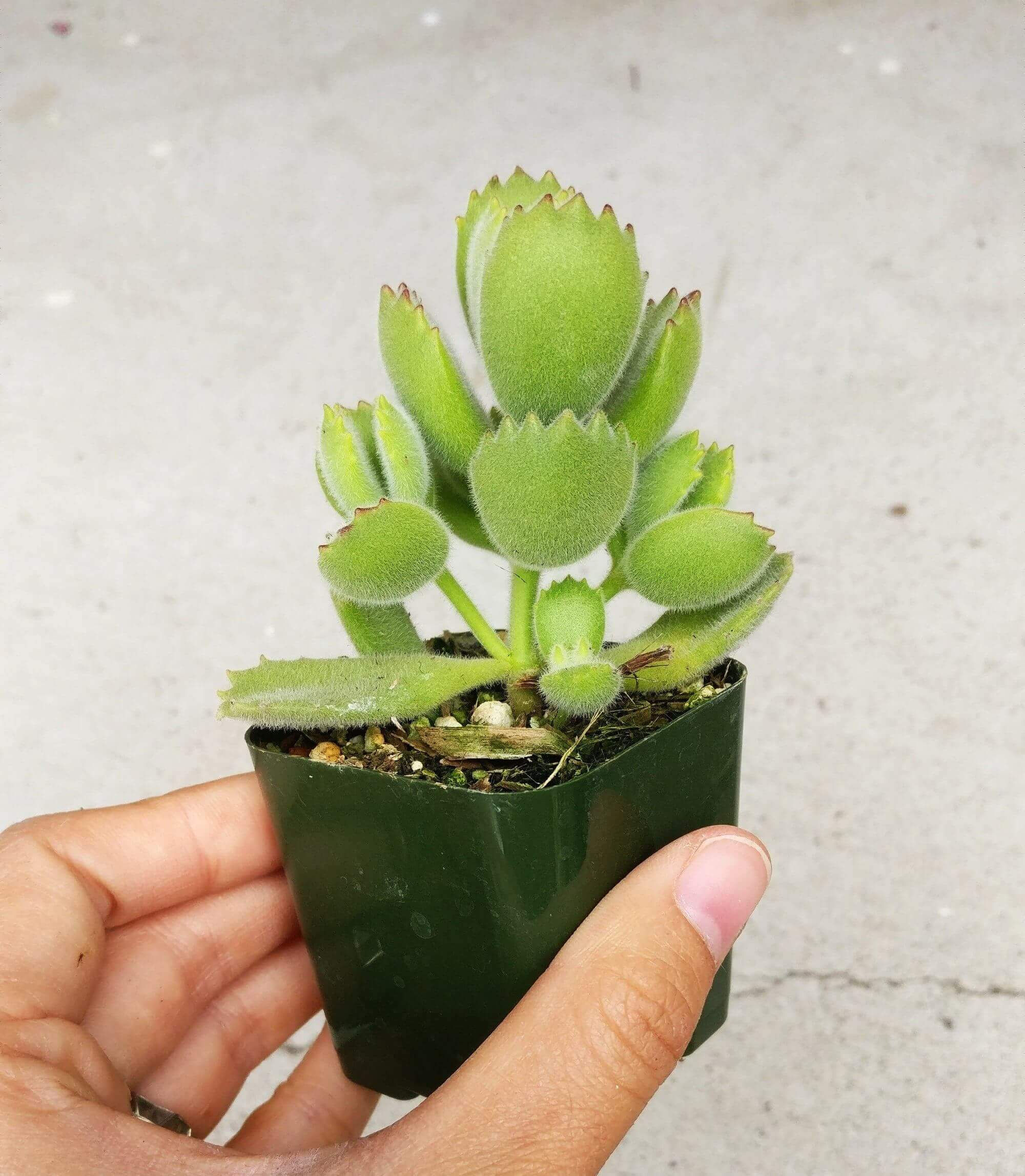 Cotyledon Garra de Oso