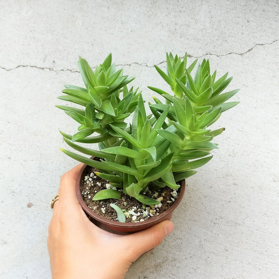 Miniatura: Crasula Pagoda