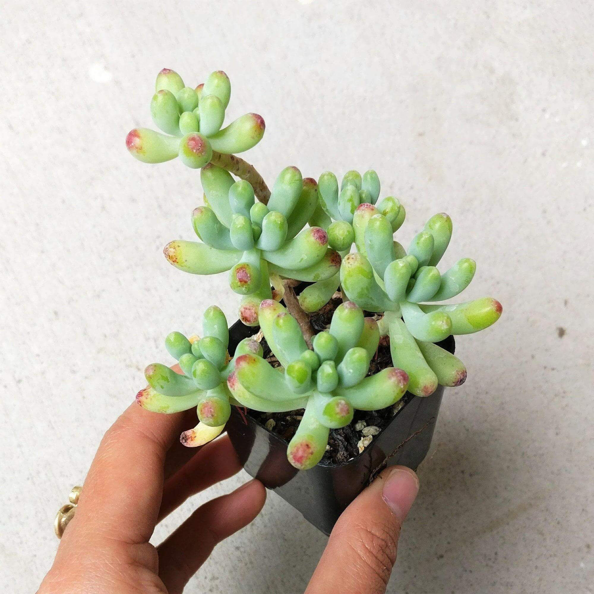 Sedum Dulce Verde