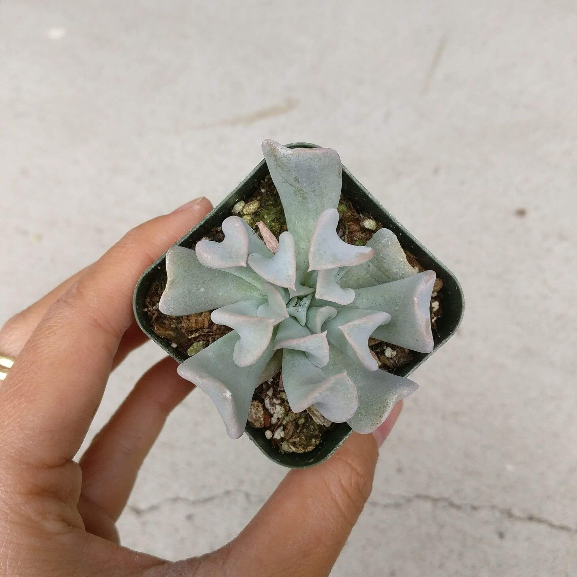 Echeveria Torcida
