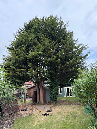 Large evergreen tree in a residential garden project.