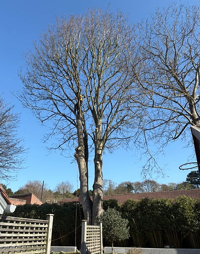 tree