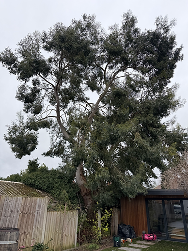 Tall evergreen tree reaching over a wooden fence and shed.