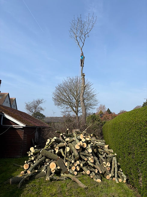 tree removal