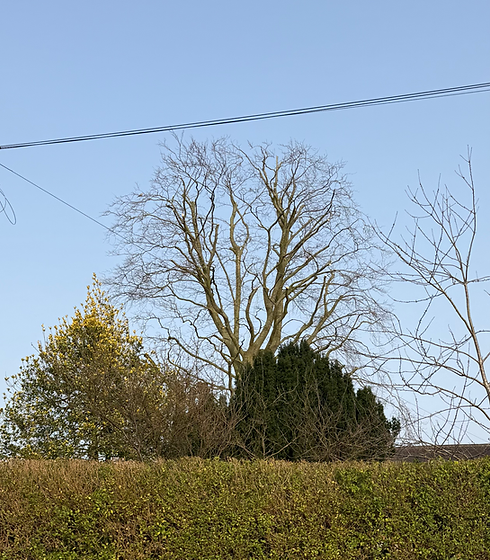 tree reduction