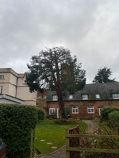 Large evergreen tree in front of a brick building