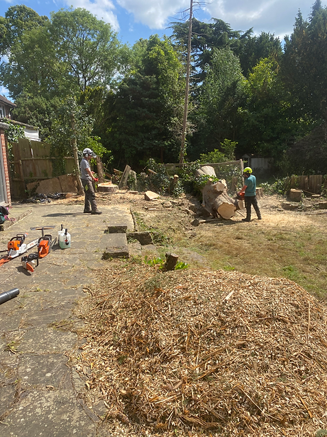 tree removals