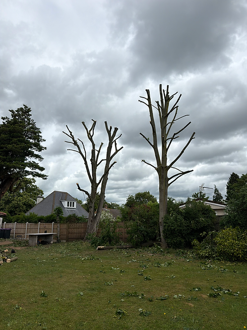 tree polard