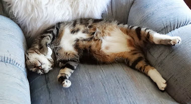 Embracing Comfort and Letting Go of Limiting Beliefs ✨🌱