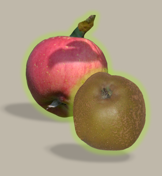 Kidd's Orangered + Gris Baudet