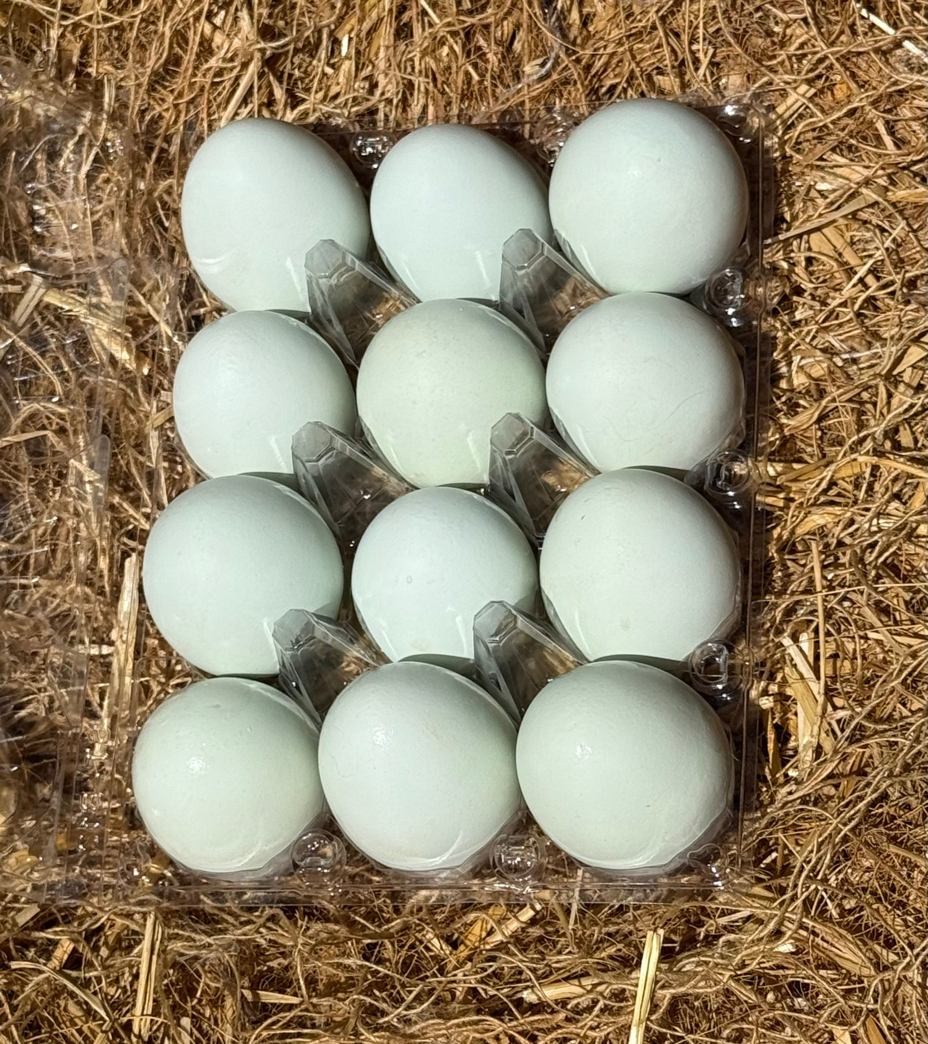 12 Hatching Eggs "Laying Breeds Barnyard"