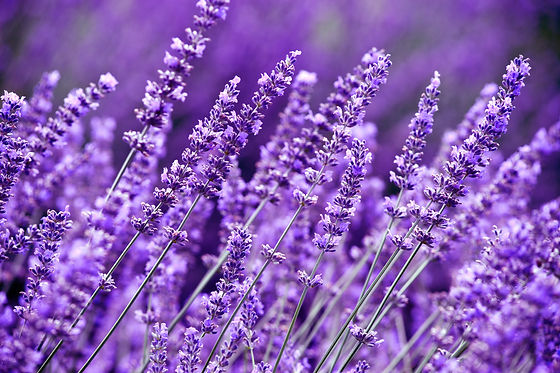Lavender Field in the summer.jpg