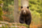 female brown bear comes from forest.jpg