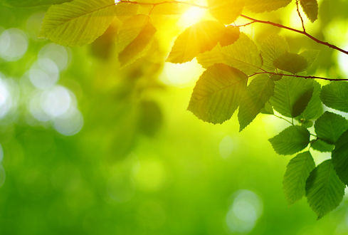 Green leaves and sun in spring..jpg