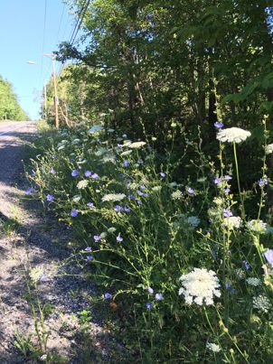 Roadside Queen Anne Lace
