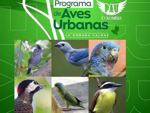 2do encuentro de aves urbanas, la dorada- caldas