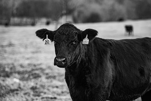 granite_ridge_farms_jtp2019-123.jpg