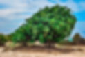 carob-tree-5801406_1280.jpg