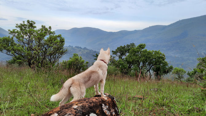 escape artist Lobo at Kallumetlu resort , sakleshpur.jpg