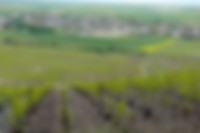 Parcellle Vigne Vine Naveau Bergeres Soils