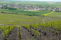 Parcellle Vigne Vine Naveau Bergeres Soils