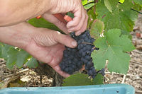 Pinot Noir Champagne Naveau