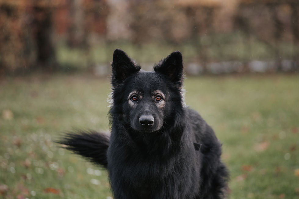 Alice au Pays Canin éducateur comportementaliste canin Calvados 11.jpg