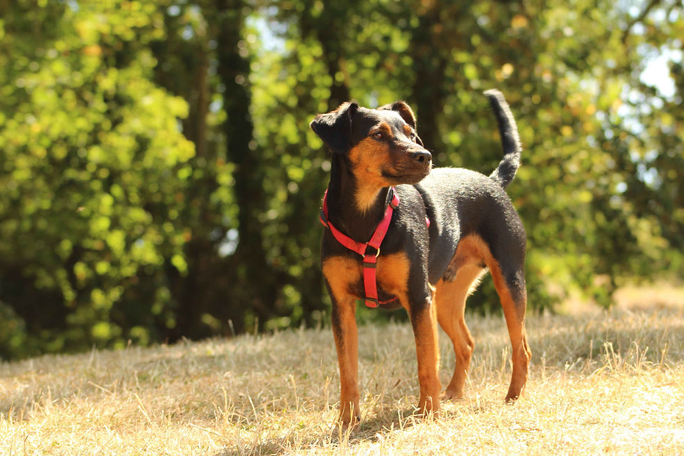 Alice au Pays Canin éducateur comportementaliste canin Calvados.jpg