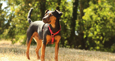 Alice au Pays Canin éducateur comportementaliste canin Calvados