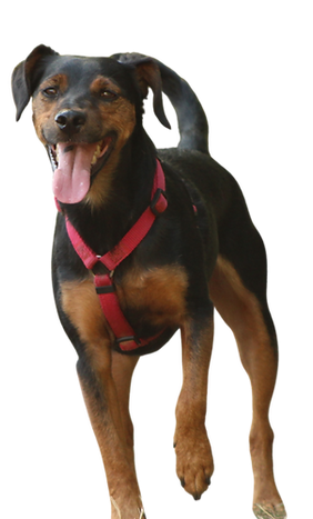 Alice au Pays Canin éducateur comportementaliste canin Calvados.png