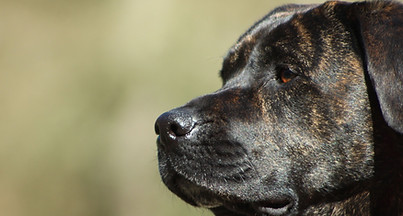Alice au Pays Canin éducateur comportementaliste canin Calvados.jpg