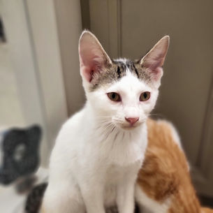 JISOO (BONDED WITH MINJI)