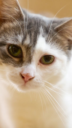 MERCEDES (BONDED WITH LEXI)