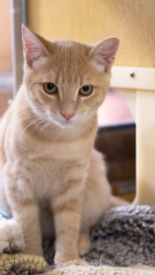 Adoptable Cats / Kittens