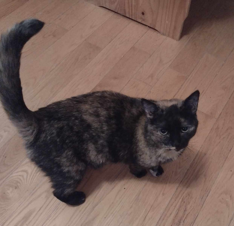 A tortie named Aurora.