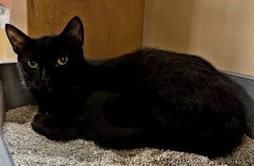 Black cat lying down