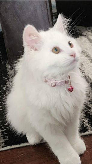 Happy Tails for Coco - Love at First Sight