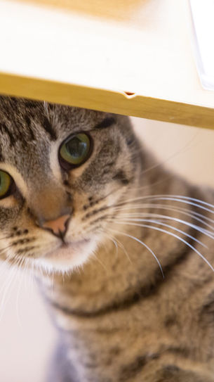 LEXI (BONDED WITH MERCEDES)
