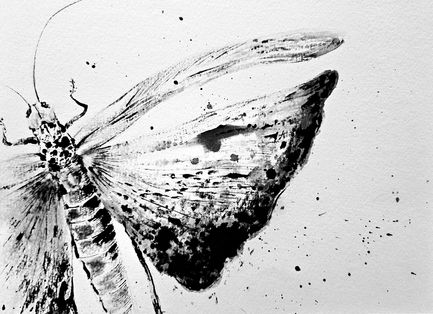 To Out, To Fly