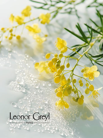 Fleurs de mimosa jaune couvertes de gouttes d'eau, visuel de marque pour Léonor Greyl