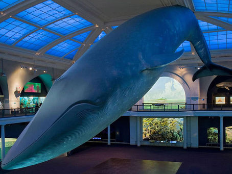 Meet us at the Museum!